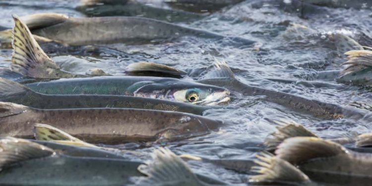 Goiás divulga orientações para pesca no período da piracema; confira 1 Goiás divulga orientações para pesca no período da piracema; confira