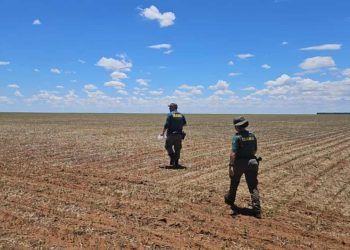 Ibama aplica 12 multas que passam de R$ 1 milhão por cultivo ilegal em Goiás 8 Ibama aplica 12 multas que passam de R$ 1 milhão por cultivo ilegal em Goiás