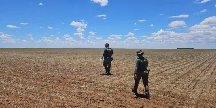 Ibama aplica 12 multas que passam de R$ 1 milhão por cultivo ilegal em Goiás 1 Ibama aplica 12 multas que passam de R$ 1 milhão por cultivo ilegal em Goiás
