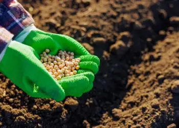 Movimentação de adubos e fertilizantes cresce 98% nos portos do Arco Norte, aponta Conab 7 Movimentação de adubos e fertilizantes cresce 98% nos portos do Arco Norte, aponta Conab