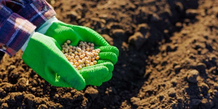 Movimentação de adubos e fertilizantes cresce 98% nos portos do Arco Norte, aponta Conab