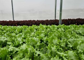 Nova tecnologia melhora irrigação de hortaliças com reuso da solução nutritiva