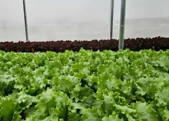 Nova tecnologia melhora irrigação de hortaliças com reuso da solução nutritiva