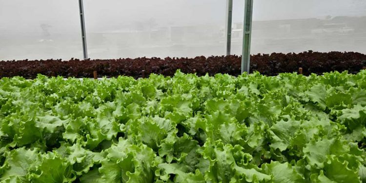 Nova tecnologia melhora irrigação de hortaliças com reuso da solução nutritiva