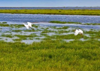 Pequenas áreas úmidas têm papel estratégico na conservação ambiental, aponta estudo