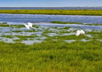 Pequenas áreas úmidas têm papel estratégico na conservação ambiental, aponta estudo