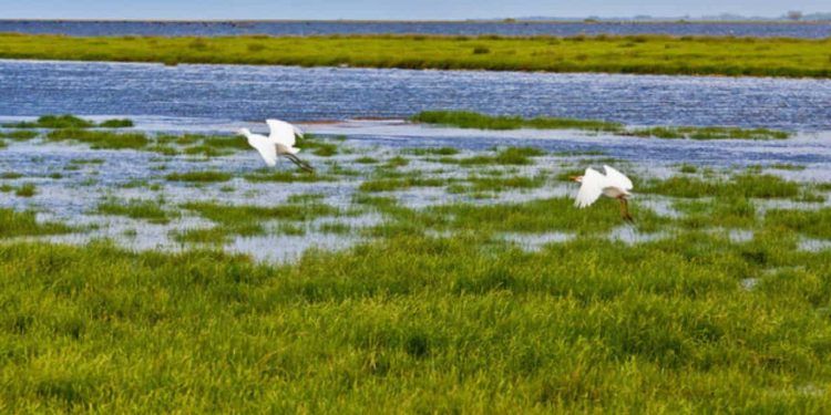 Pequenas áreas úmidas têm papel estratégico na conservação ambiental, aponta estudo