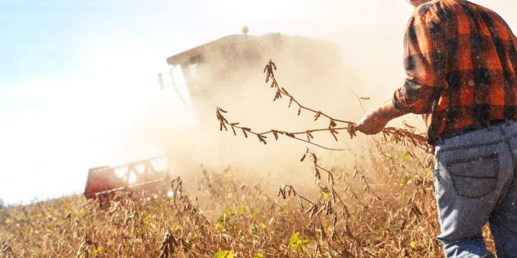 Perspectivas da safra 25/26 destacam expansão da soja e do milho, aponta CNA 1 Perspectivas da safra 25/26 destacam expansão da soja e do milho, aponta CNA