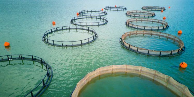 Pesquisa aponta que amoreira e ora-pro-nóbis têm potencial para reforçar dietas na piscicultura