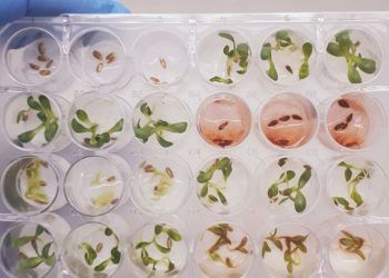 Pesquisa com planta medicinal brasileira identifica composto natural eficaz contra pragas