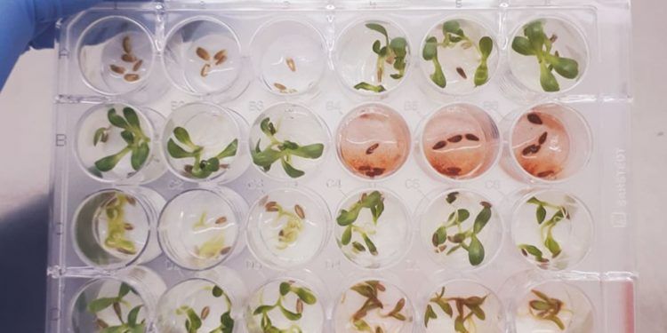 Pesquisa com planta medicinal brasileira identifica composto natural eficaz contra pragas