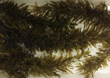 Pesquisa internacional avança no uso de algas marinhas como alimento sustentável do futuro 7 Pesquisa internacional avança no uso de algas marinhas como alimento sustentável do futuro