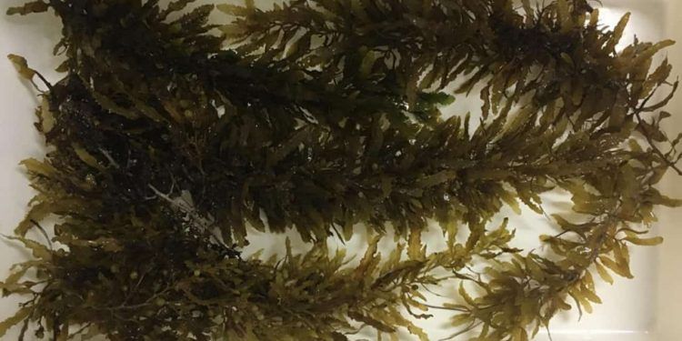 Pesquisa internacional avança no uso de algas marinhas como alimento sustentável do futuro