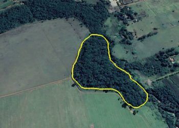 Pesquisadores criam método que valoriza espécies nativas de uso na recuperação do Cerrado