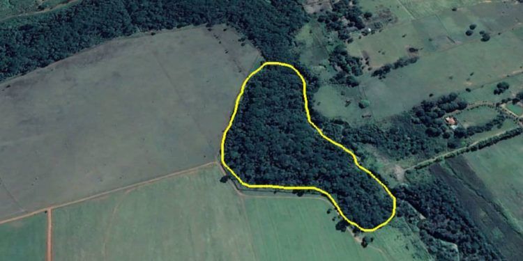 Pesquisadores criam método que valoriza espécies nativas de uso na recuperação do Cerrado