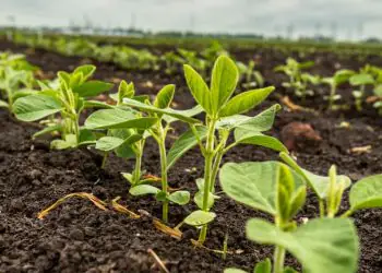 Plantio da soja em Mato Grosso do Sul ultrapassa 60% da área prevista para a safra 2025/26 7 Plantio da soja em Mato Grosso do Sul ultrapassa 60% da área prevista para a safra 2025/26