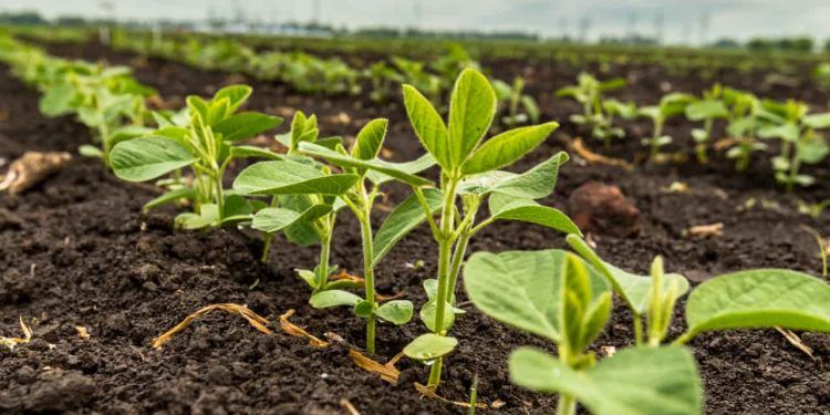 Plantio da soja em Mato Grosso do Sul ultrapassa 60% da área prevista para a safra 2025/26 1 Plantio da soja em Mato Grosso do Sul ultrapassa 60% da área prevista para a safra 2025/26