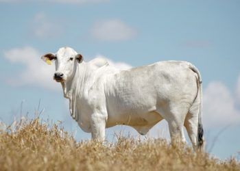 Polícia cumpre mandados em caso de furto de gado avaliado em R$ 80 mil em Goiás