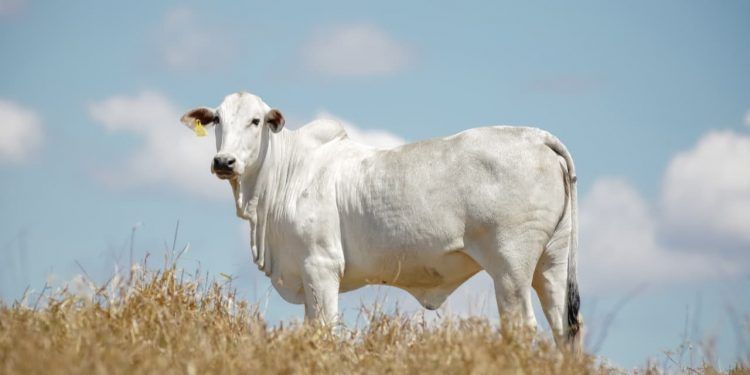 Polícia cumpre mandados em caso de furto de gado avaliado em R$ 80 mil em Goiás