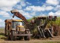 Produção da cana-de-açúcar registra aumento de despesas e diferenças entre regiões