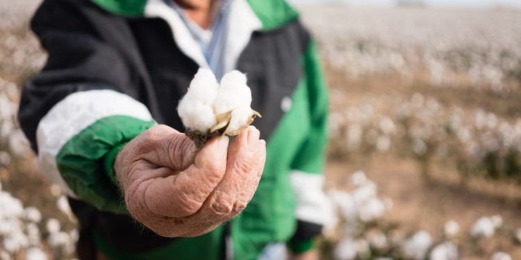 Regiões produtoras de Goiás liberam plantio do algodão com novos prazos 1 Regiões produtoras de Goiás liberam plantio do algodão com novos prazos