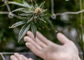 STJ estende até 2026 o prazo para regulamentar cultivo de cannabis industrial