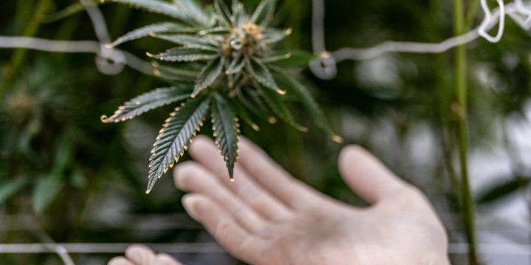 STJ estende até 2026 o prazo para regulamentar cultivo de cannabis industrial