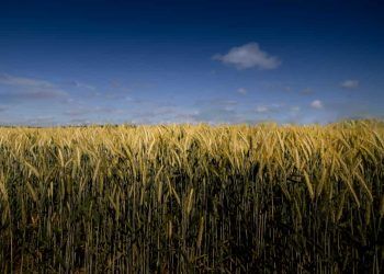 Safra de grãos 2025/26 deve alcançar 354,8 milhões de toneladas, aponta Conab