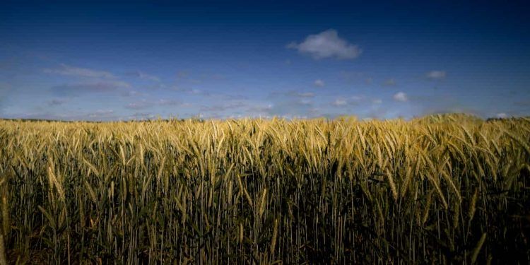 Safra de grãos 2025/26 deve alcançar 354,8 milhões de toneladas, aponta Conab