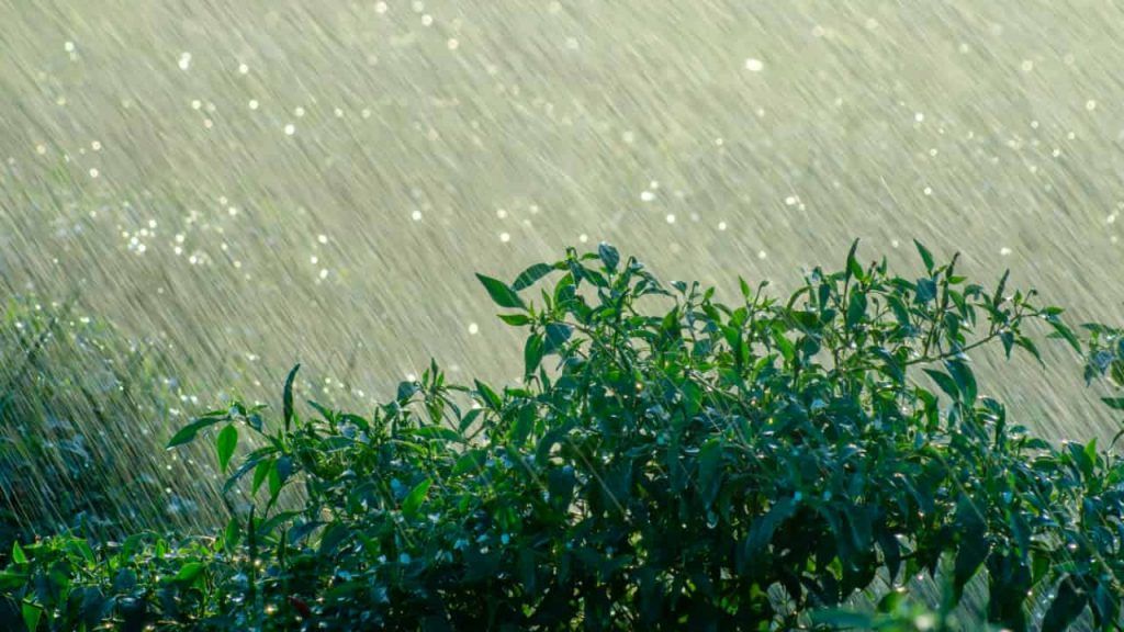 Semana será marcada por fortes chuvas no Centro-Oeste e Sudeste e tempo seco no Nordeste