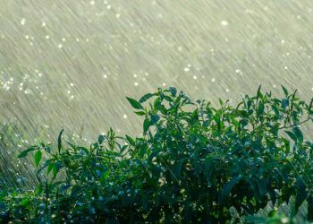 Semana será marcada por fortes chuvas no Centro-Oeste e Sudeste e tempo seco no Nordeste