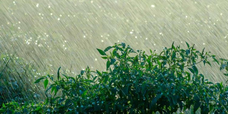 Semana será marcada por fortes chuvas no Centro-Oeste e Sudeste e tempo seco no Nordeste