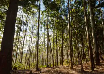 Setor florestal brasileiro se consolida entre os mais produtivos e sustentáveis do mundo 7 Setor florestal brasileiro se consolida entre os mais produtivos e sustentáveis do mundo