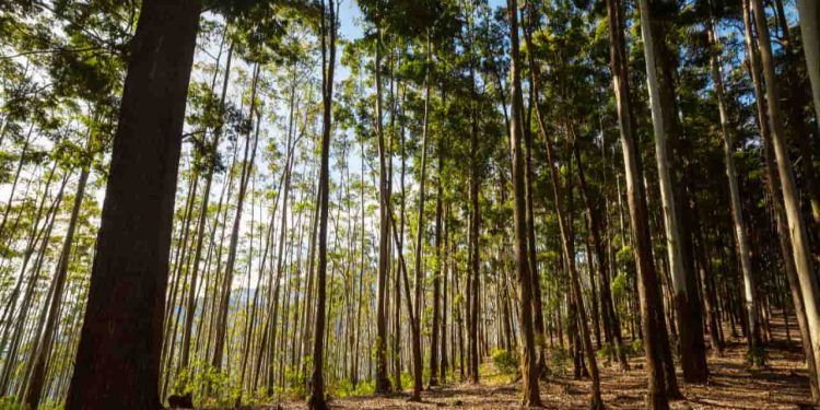 Setor florestal brasileiro se consolida entre os mais produtivos e sustentáveis do mundo
