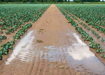 Temporais e granizo provocam perdas em lavouras e comprometem produção rural no Paraná 7 Temporais e granizo provocam perdas em lavouras e comprometem produção rural no Paraná