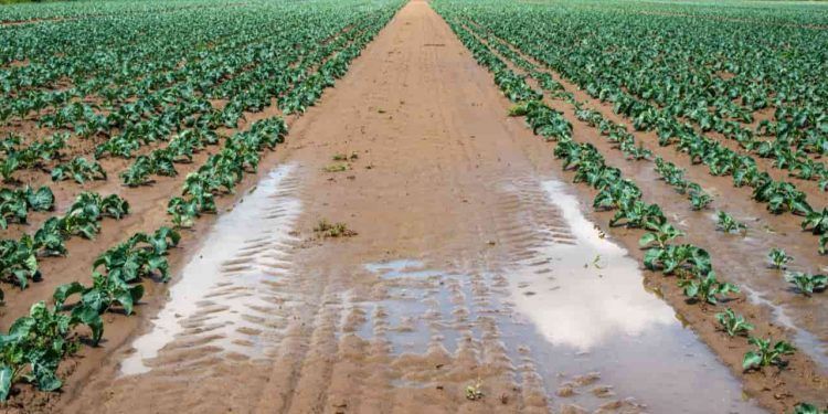 Temporais e granizo provocam perdas em lavouras e comprometem produção rural no Paraná 1 Temporais e granizo provocam perdas em lavouras e comprometem produção rural no Paraná