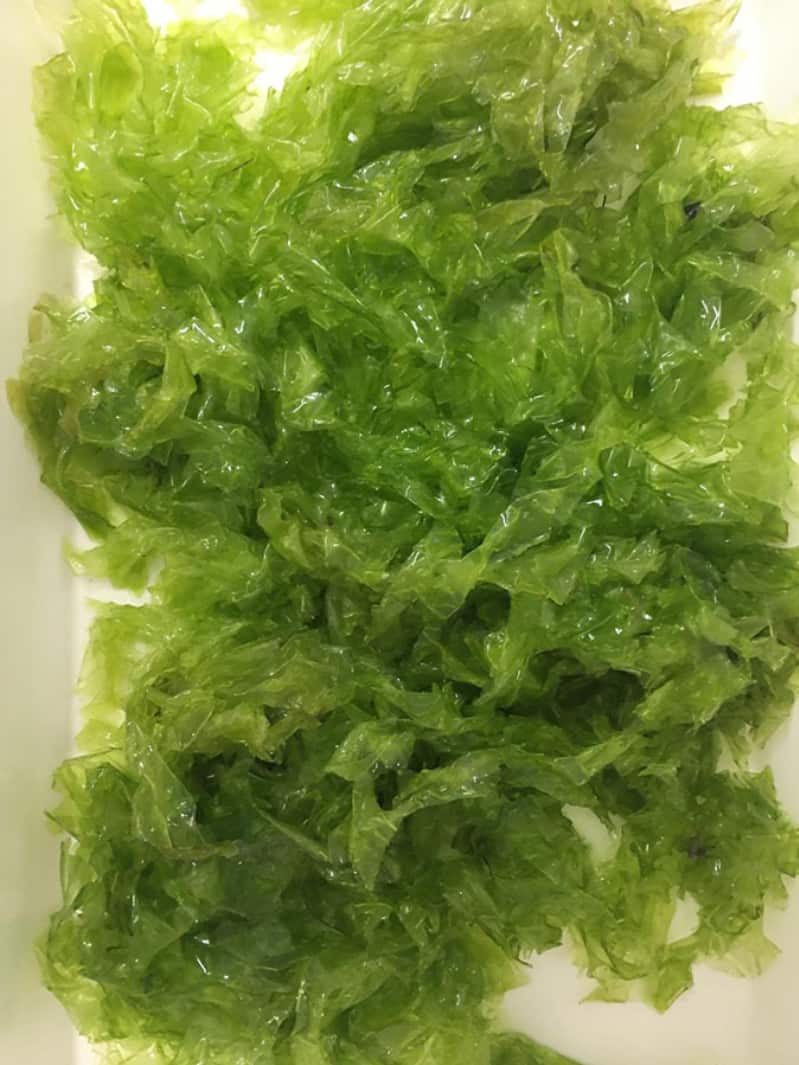 Algas marinhas como produto sustentável