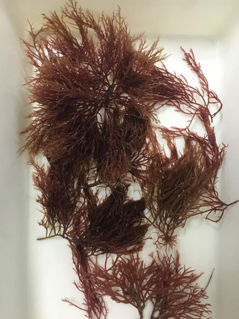 Alimento sustentável