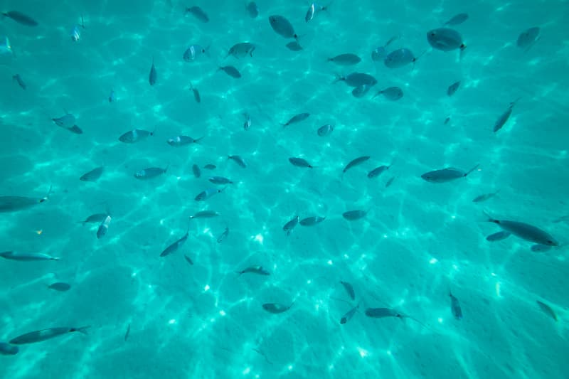 Aquecimento da água intensifica a toxicidade dos microplásticos, apontam pesquisadores brasileiros 2 Aquecimento das águas