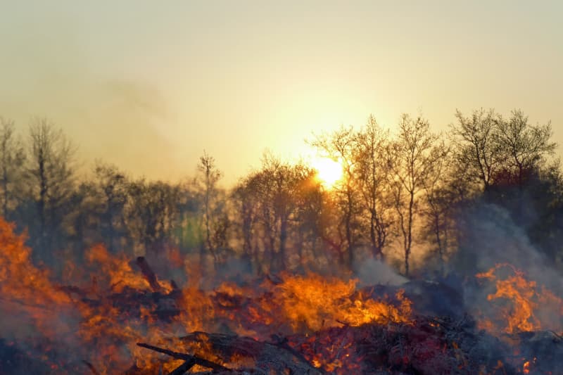 AGU anuncia na COP30 ações que cobram R$ 476 milhões de infratores ambientais 3 Crimes ambientais
