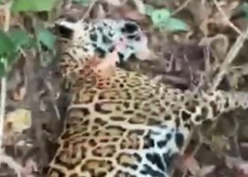 Caçadores de onça-pintada mais procurados do Brasil são capturados em Goiás