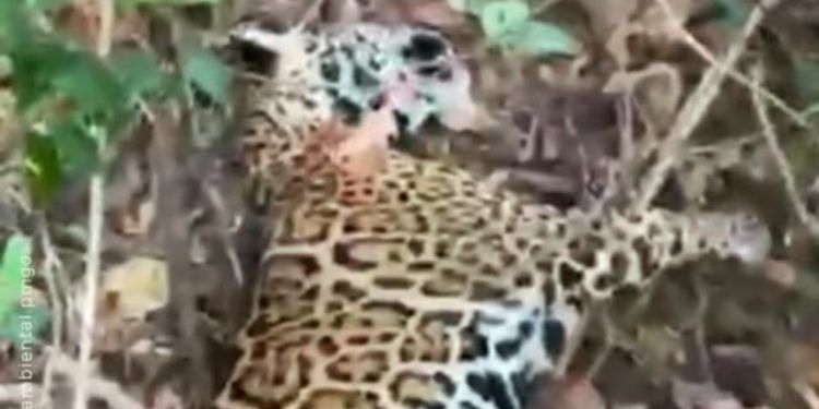 Caçadores de onça-pintada mais procurados do Brasil são capturados em Goiás 1 Caçadores de onça-pintada mais procurados do Brasil são capturados em Goiás