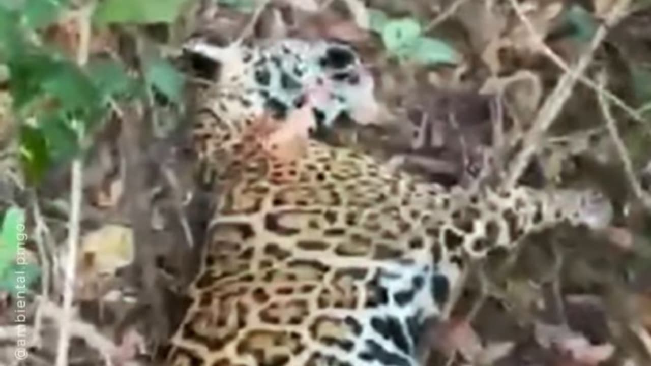 Caçadores de onça-pintada mais procurados do Brasil são capturados em Goiás