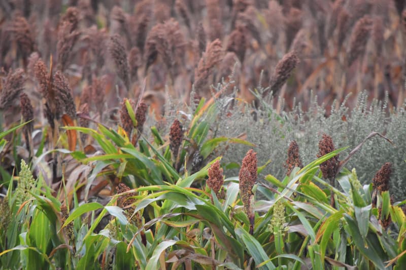 Exportação de sorgo