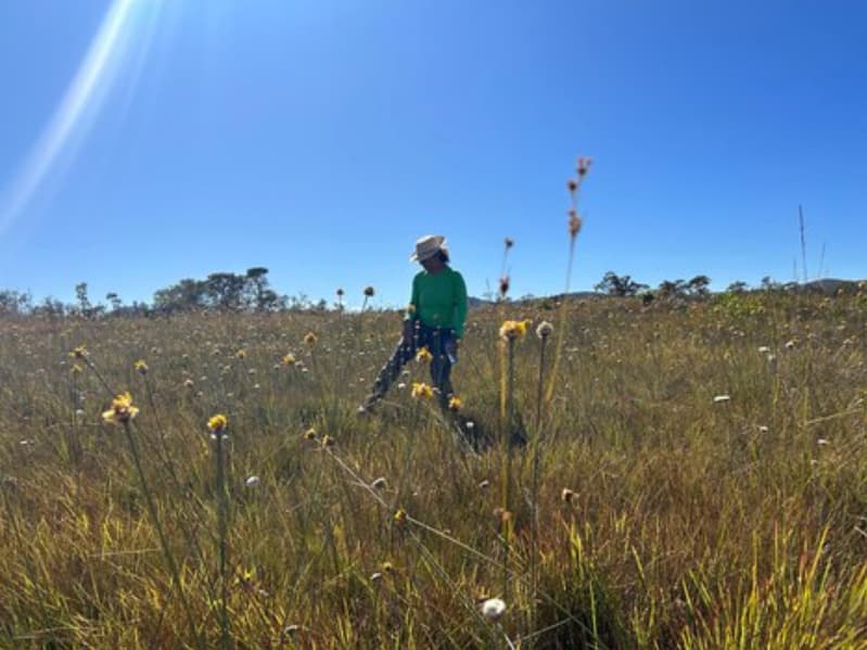 Pequenas áreas miúdas