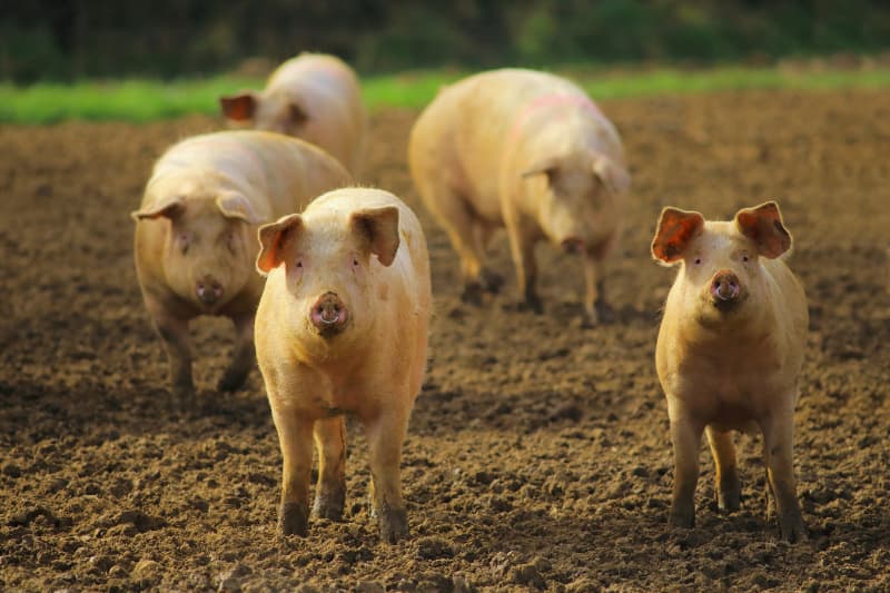 Peste suína africana