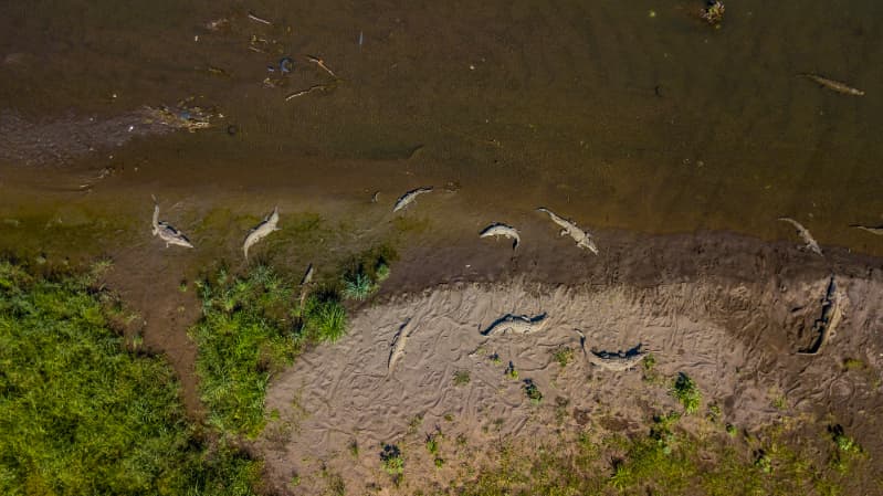 Goiás divulga orientações para pesca no período da piracema; confira 3 Piracema