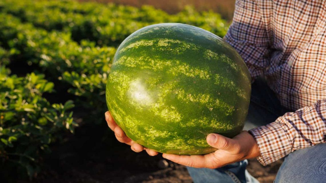 producao de melancia goias