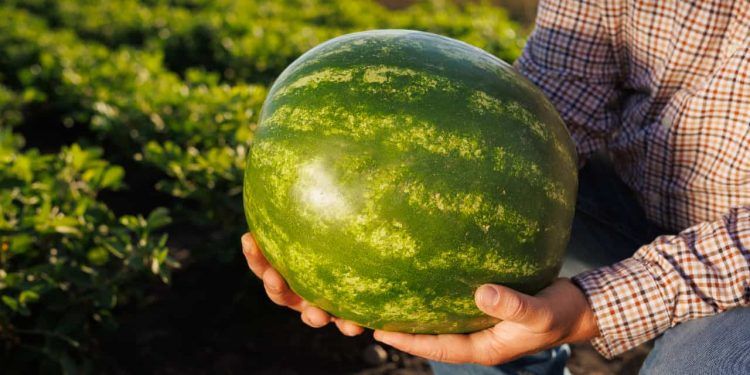 Goiás bate recorde no valor da produção e se consolida como maior produtor de melancia