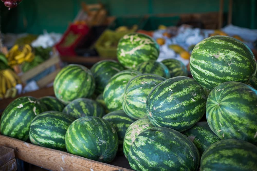 Produção de melancia